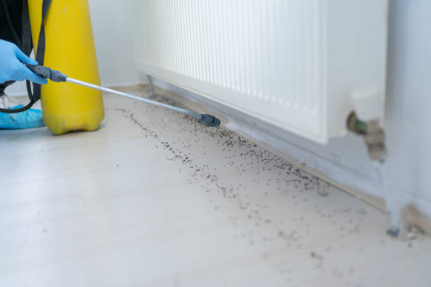 Best Flea Control Services  in Lansdowne, MD